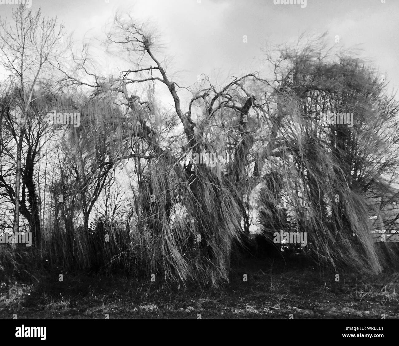 Llorando sauces llorones Imágenes de stock en blanco y negro Alamy