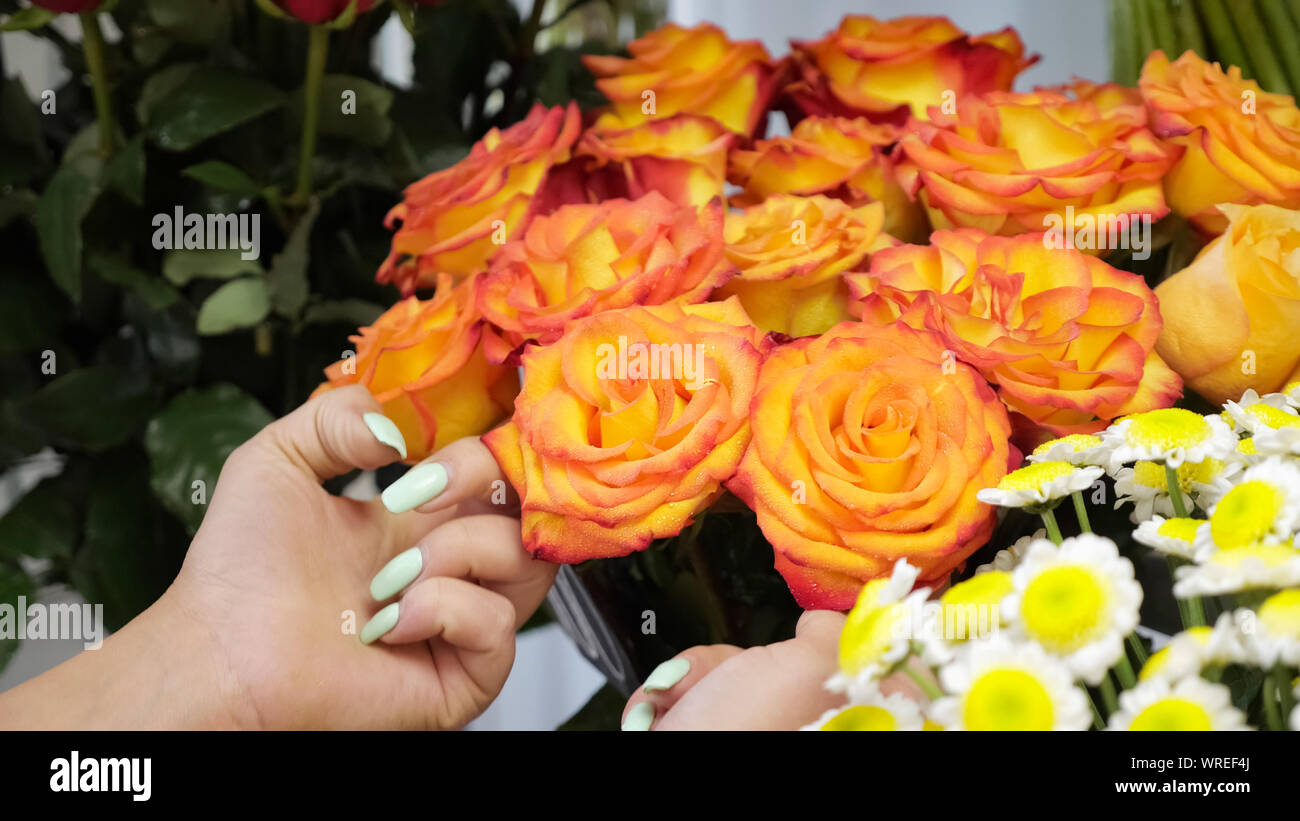 Cuidado de las plantas en floristería studio. Rosas rojas y anaranjadas rociado con agua de un pulverizador en la floristería, acercamiento. Flores frescas hidratante para el almacenamiento a largo plazo y venta Cuidado de las plantas en floristería studio. Rosas rojas y anaranjadas rociado con agua de un pulverizador en la floristería, acercamiento. Flores frescas hidratante para el almacenamiento a largo plazo y venta