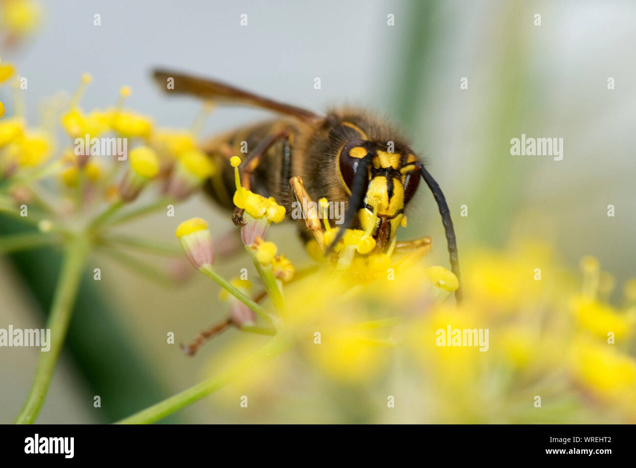 Media (Medios) Dolichovespula avispa alimentandose en el néctar de las flores del hinojo, Berkshire, Agosto Foto de stock