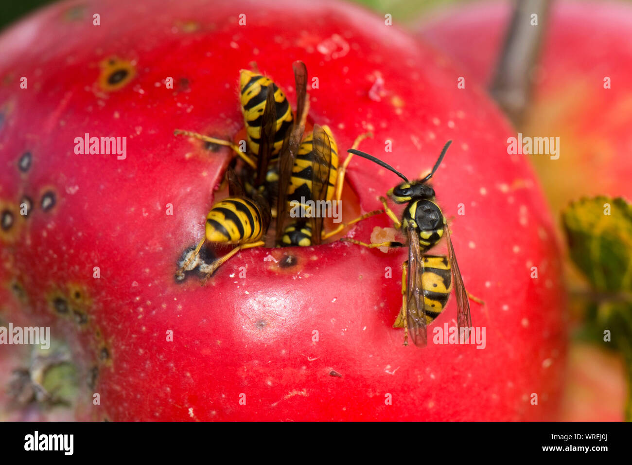 Las avispas comunes (Vespula vulgaris) de alimentación a través de un orificio en la piel de un descubrimiento manzana roja madura en el árbol, Berkshire, Agosto Foto de stock