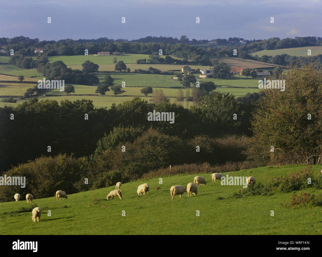 El pastoreo de ovejas en el campo cerca de Hastings, East Sussex, Inglaterra, Reino Unido. Foto de stock