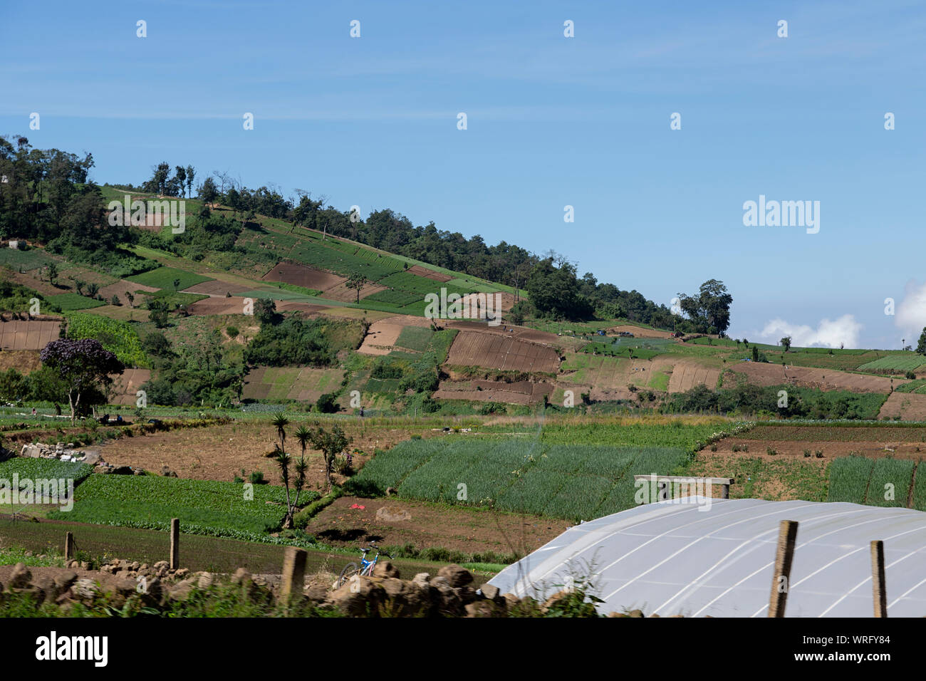 Paisaje rural de campos de agricultura vegetal en Guatemala Foto de stock
