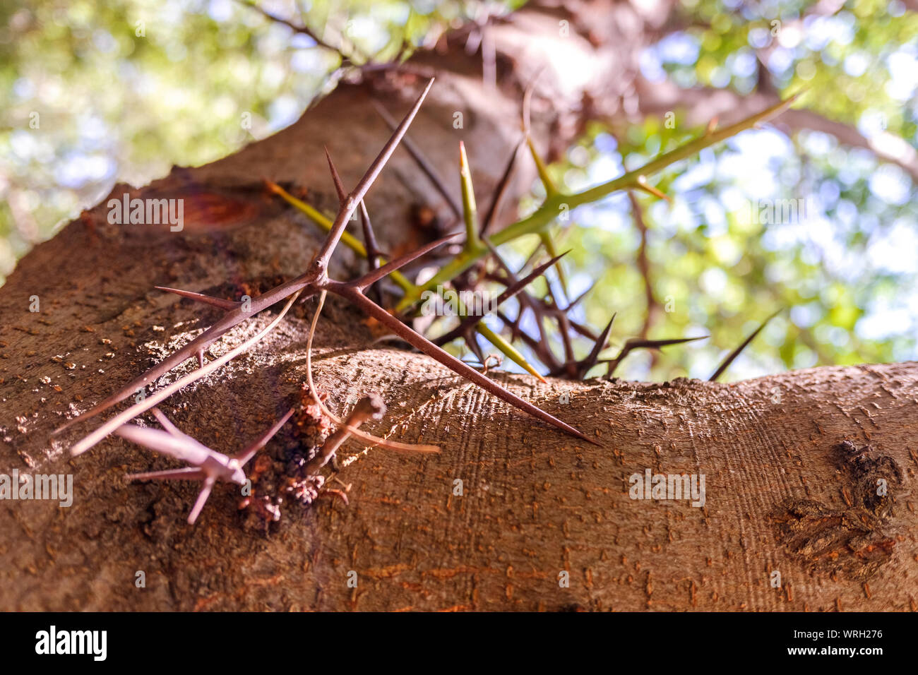 Tronco de árbol con espinas para proteger contra los efectos nocivos de los animales. Foto de stock