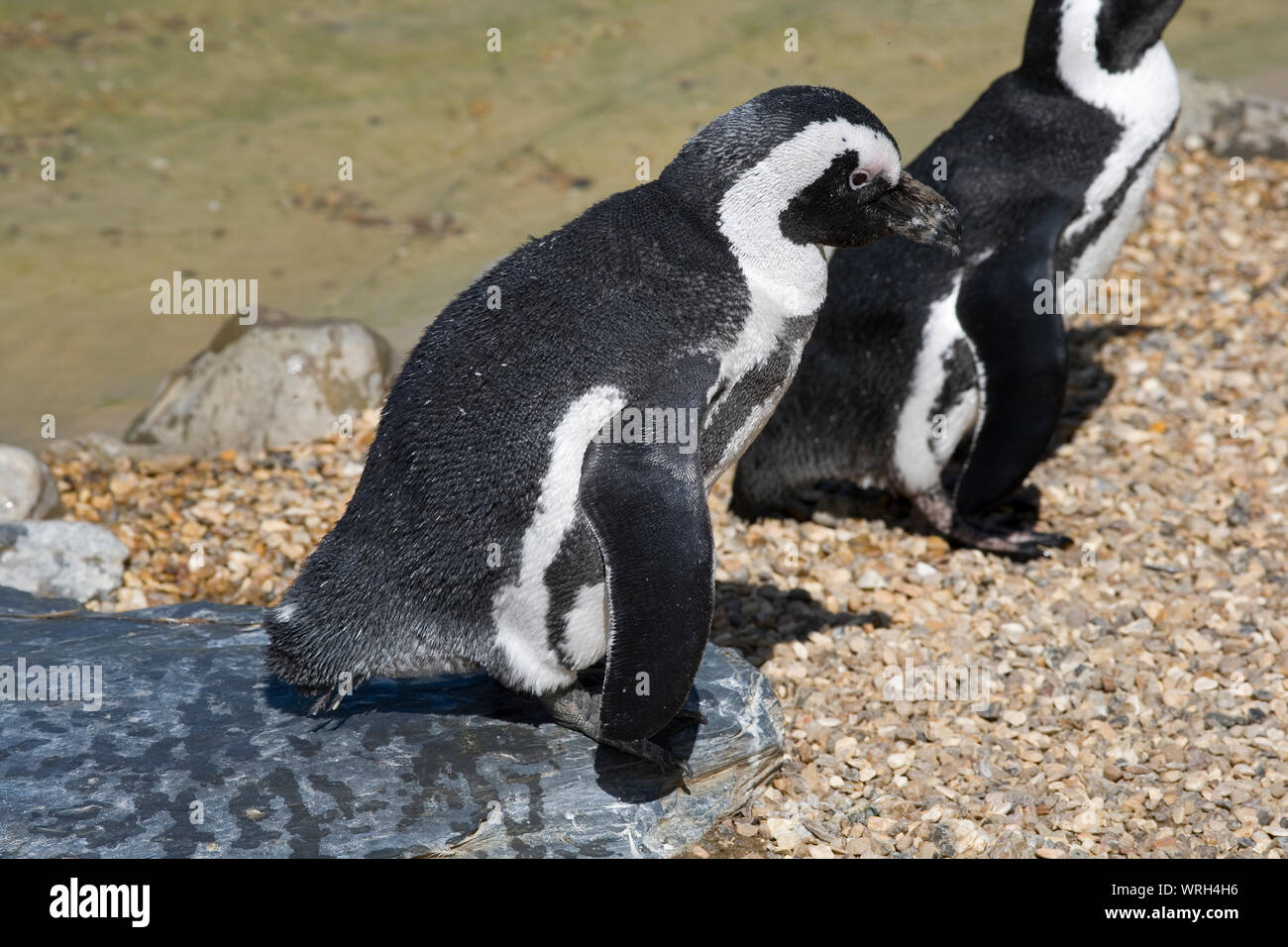 Cerca de pingüino africano de pie en la playa en Whipsnade Zoo Foto de stock