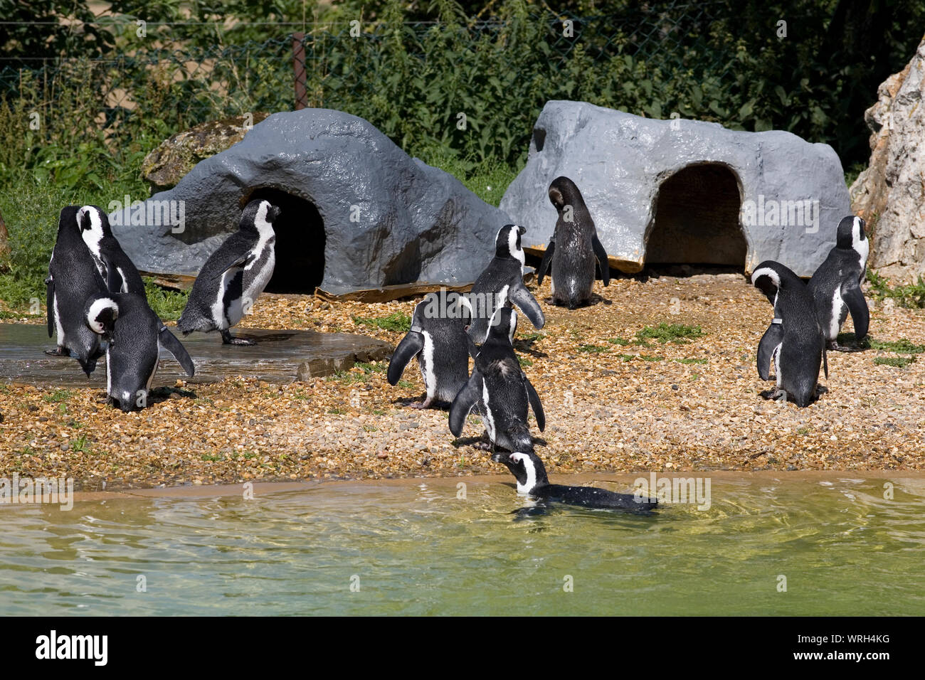 Bandada de pingüinos africanos en la playa y nadar por sus casas en Whipsnade Zoo Foto de stock