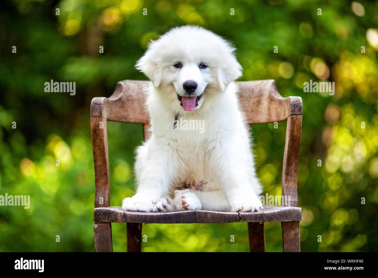 Perros de los grandes pirineos fotografías e imágenes de alta resolución -  Alamy