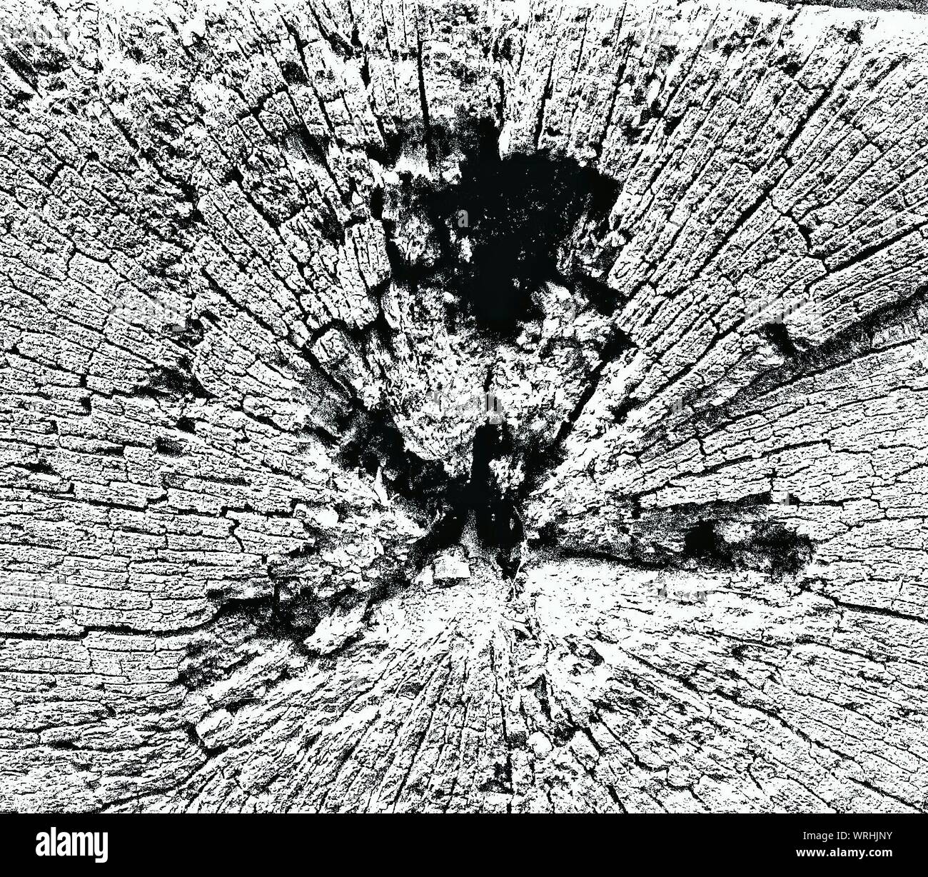 Close-up de tocón de árbol Foto de stock