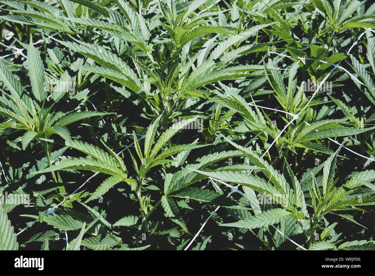 Plantas de marihuana en estadios tempranos crecen en el jardín Foto de stock
