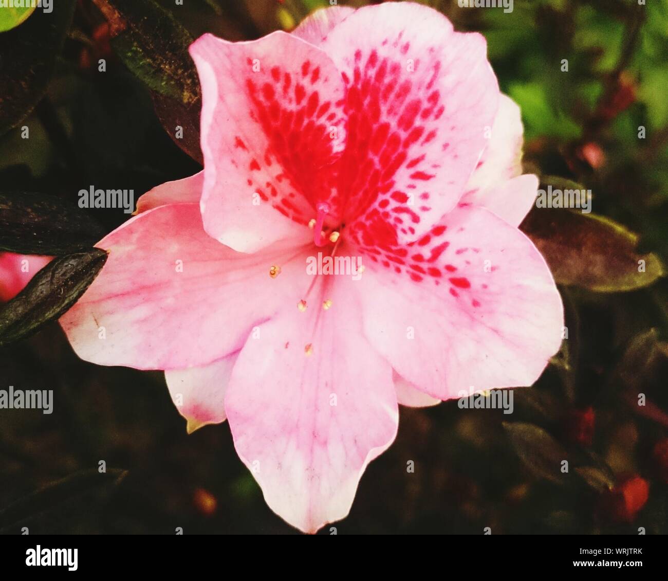 Close-up de Azalea florece en el exterior Fotografía de stock - Alamy