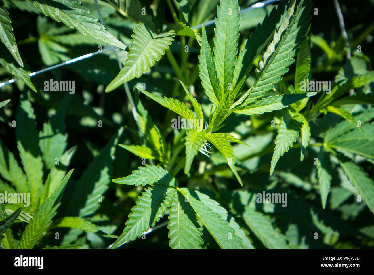 Plantas de marihuana en estadios tempranos crecen en el jardín Foto de stock