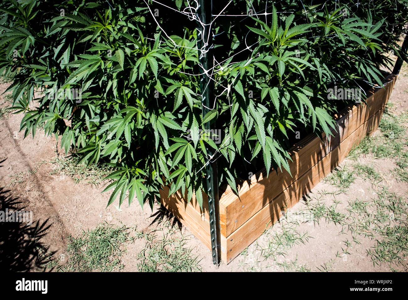 Plantas de marihuana en estadios tempranos crecen en el jardín Foto de stock