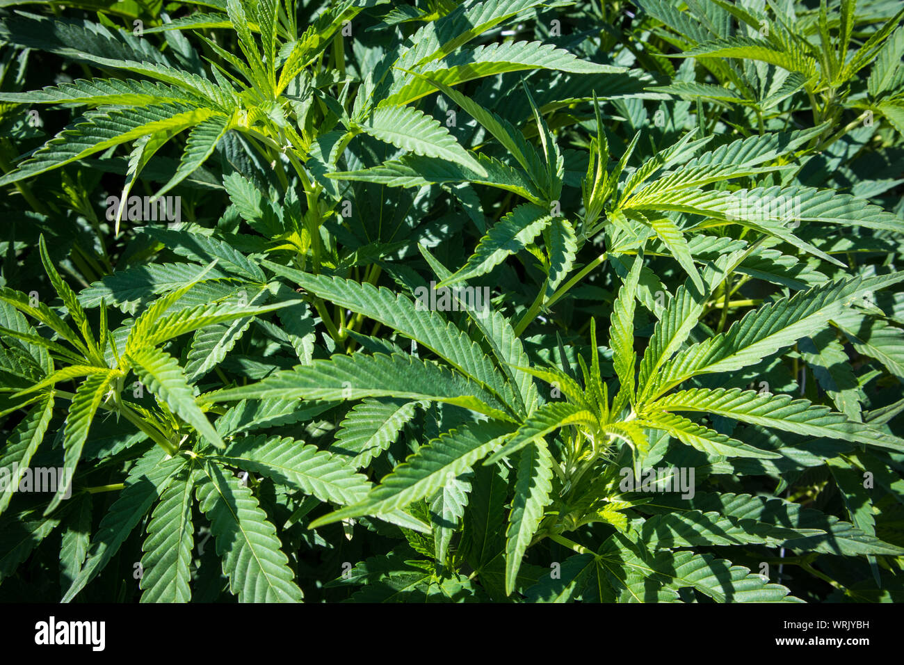 Plantas de marihuana en estadios tempranos crecen en el jardín Foto de stock
