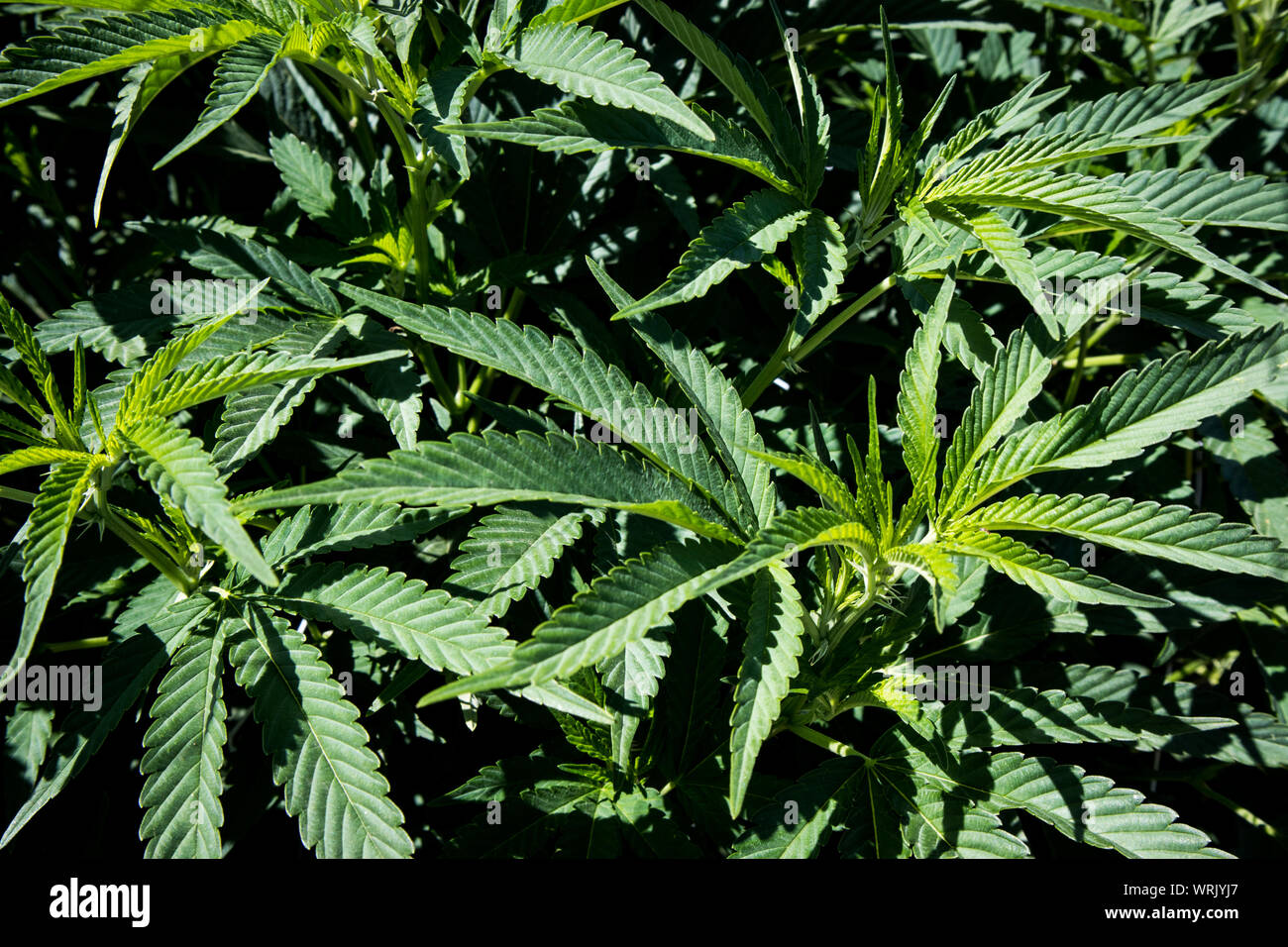 Plantas de marihuana en estadios tempranos crecen en el jardín Foto de stock