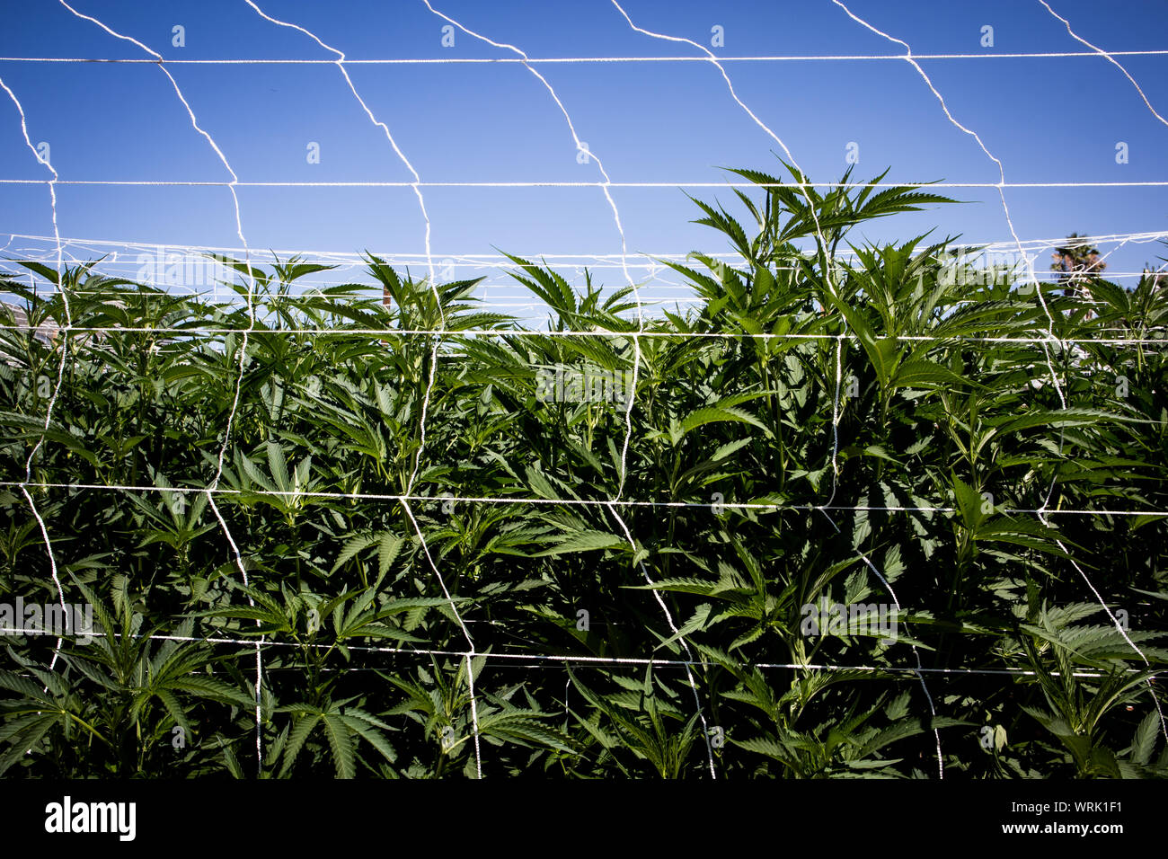 Plantas de marihuana en estadios tempranos crecen en el jardín Foto de stock