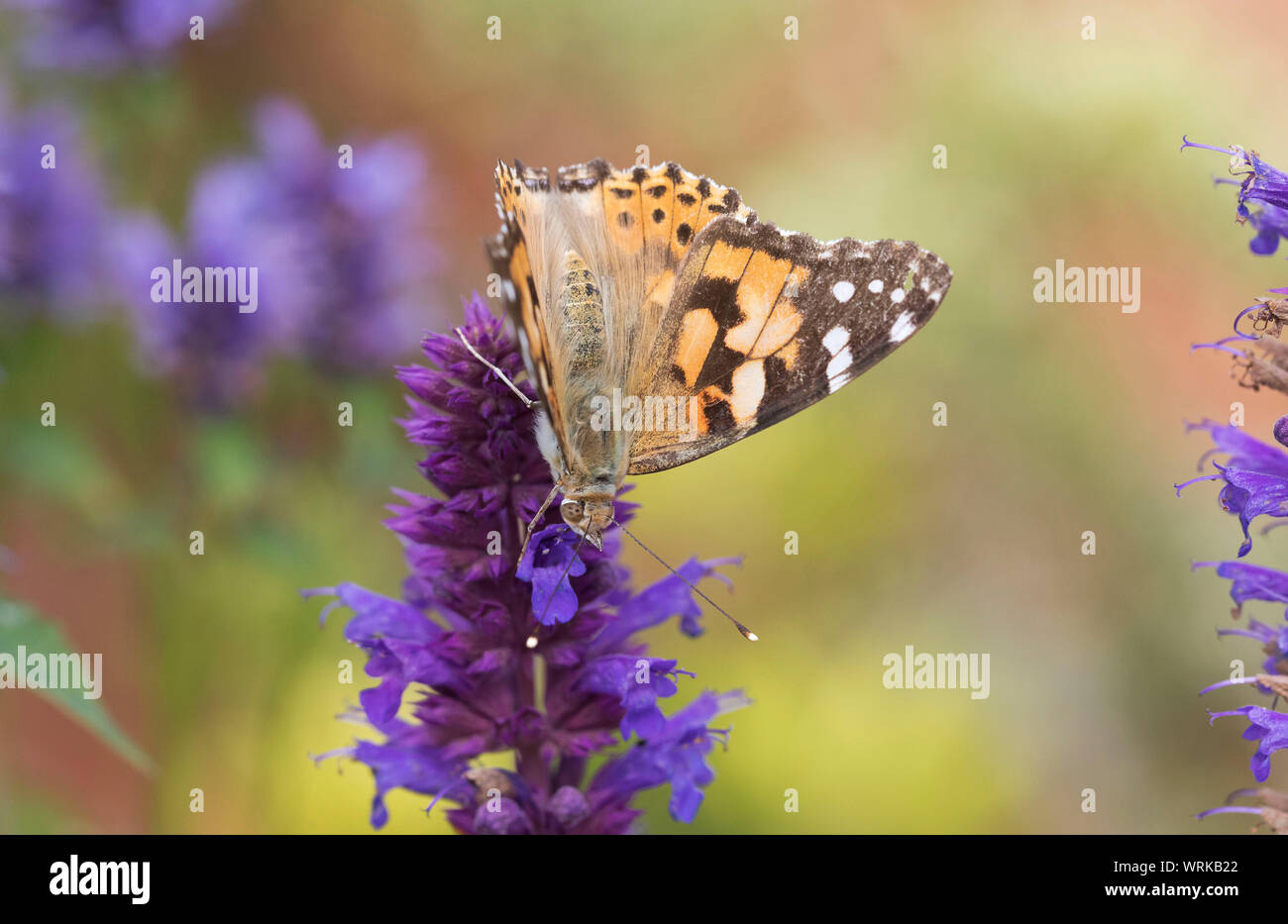 Painted Lady butterfly, Vanessa cardui, alimentándose de Agastache planta, Gales, Reino Unido, septiembre de 2019 Foto de stock