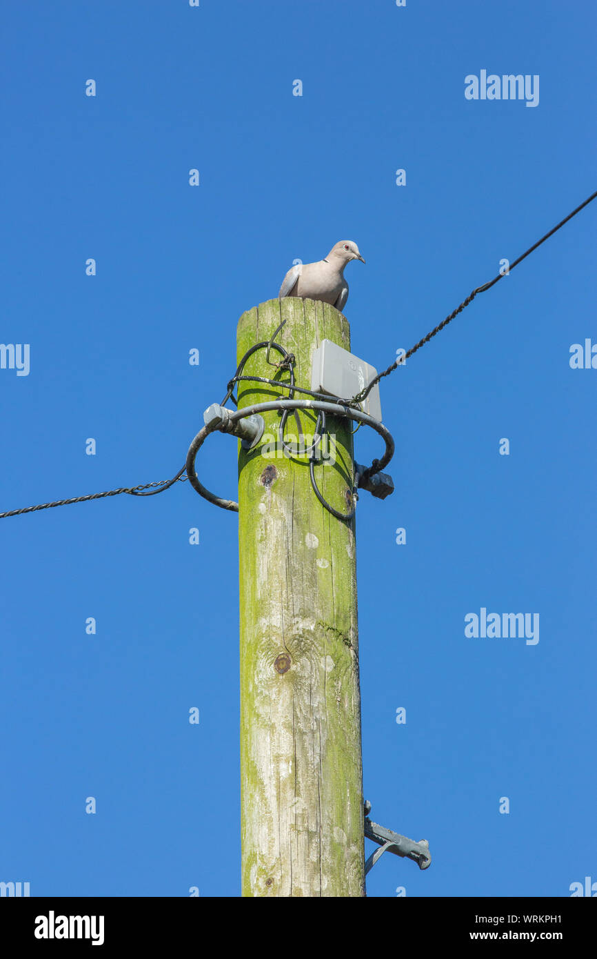 (Streptopelia decaocto Collared Dove). Llamativamente donde se posan en la parte superior de un poste de telégrafo de la línea de alimentación. En Norfolk. UK Foto de stock
