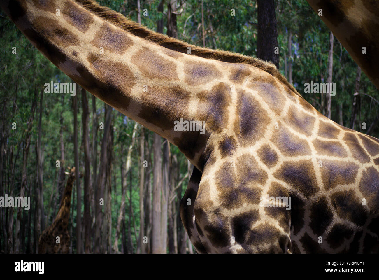La sección intermedia de la jirafa Foto de stock