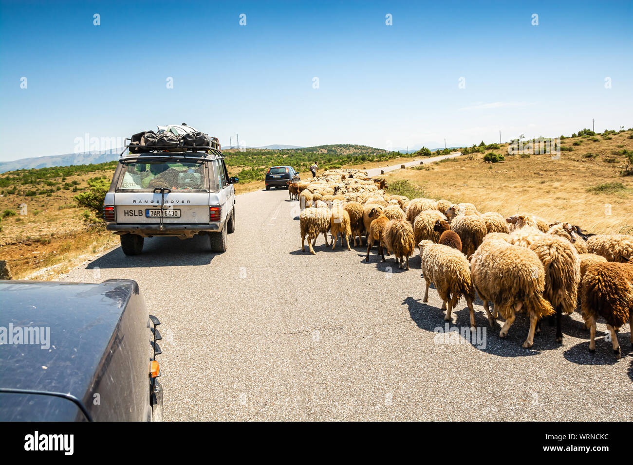Vomitar, Albania - 23 de julio de 2019. Ovejas en la carretera Foto de stock