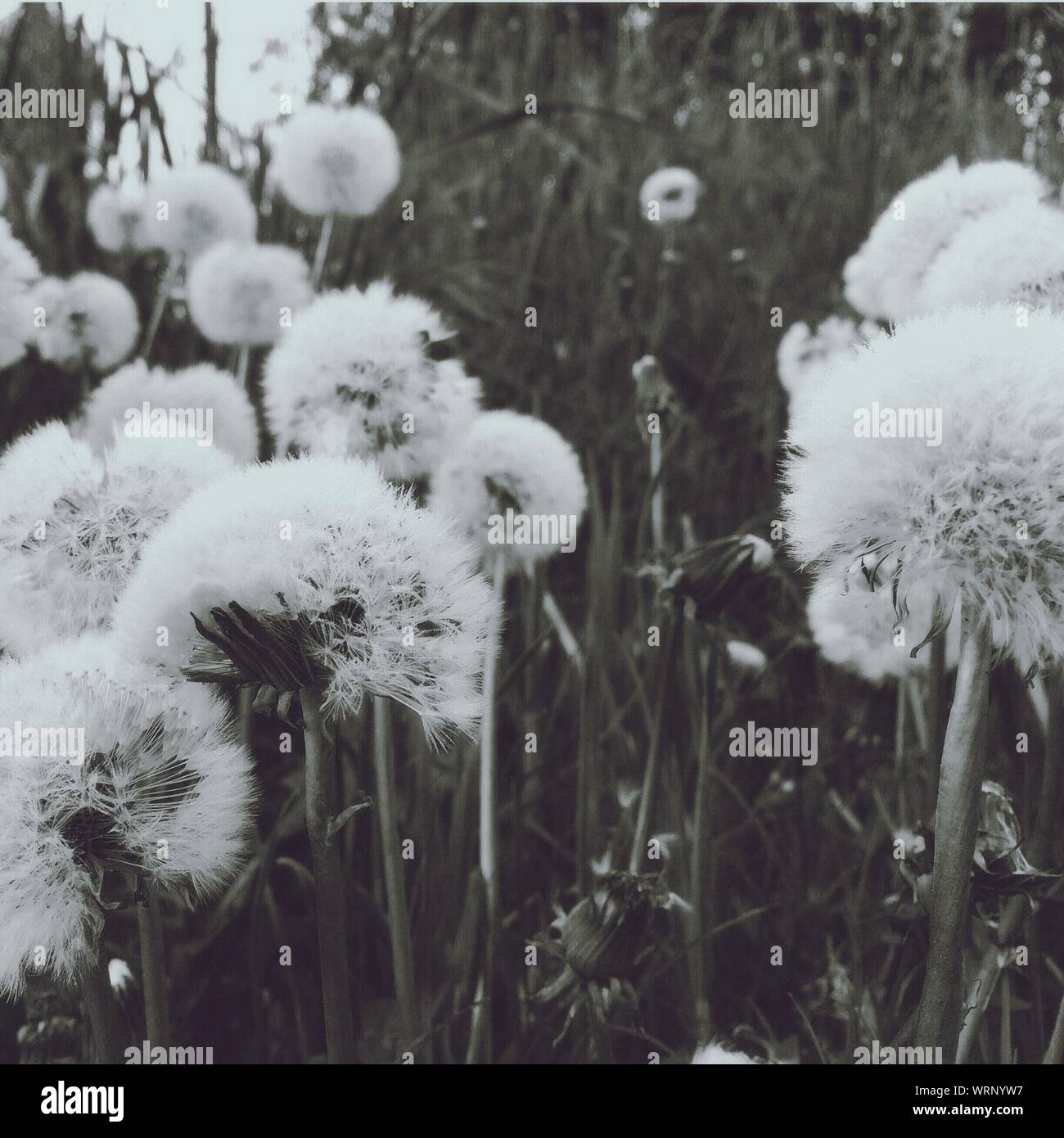 Bolas de golpe fotografías e imágenes de alta resolución - Alamy