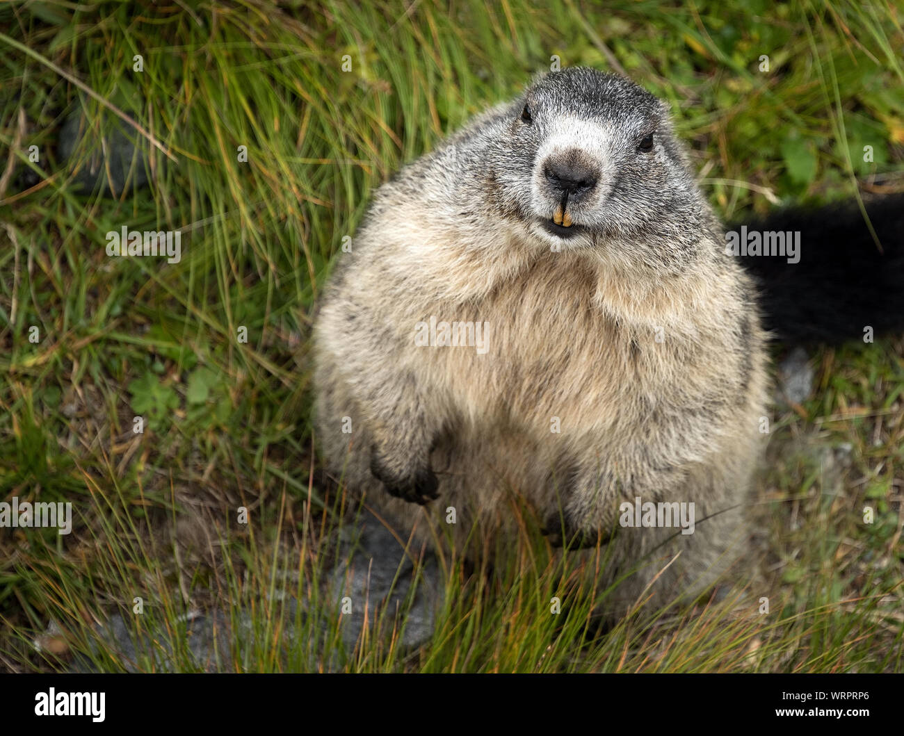 Close-up de la Marmota sobre el césped Foto de stock