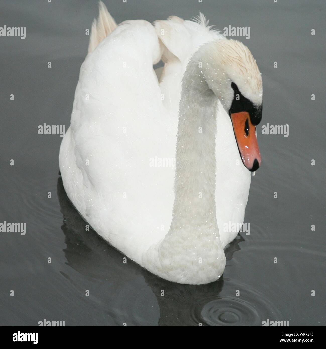 Close-up de Wet White Swan Foto de stock