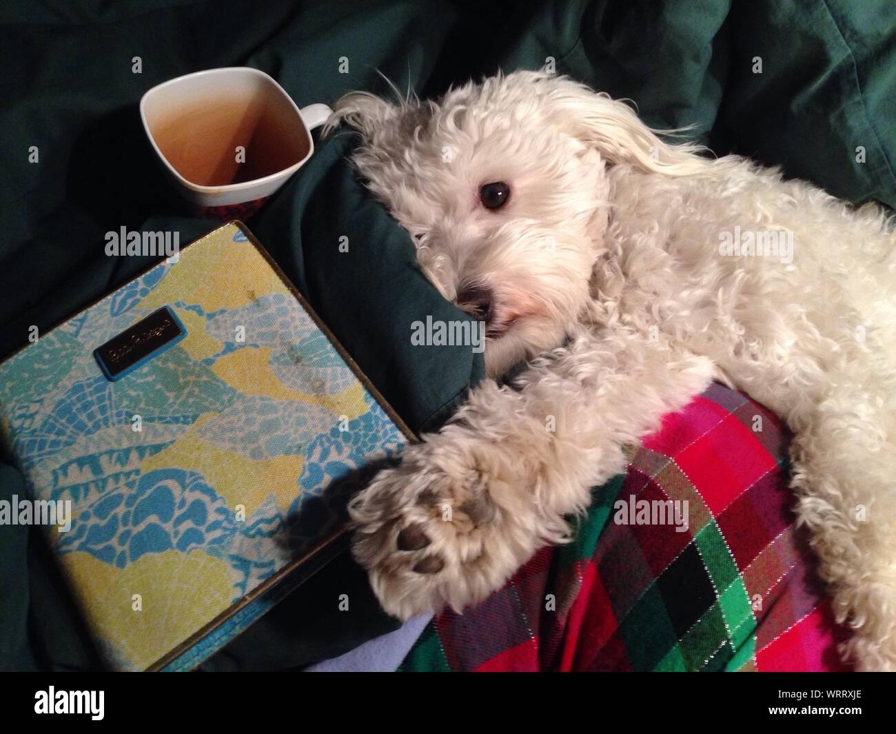 Un alto ángulo de visualización del perro maltés relajantes con taza de café  y libro en casa Fotografía de stock - Alamy