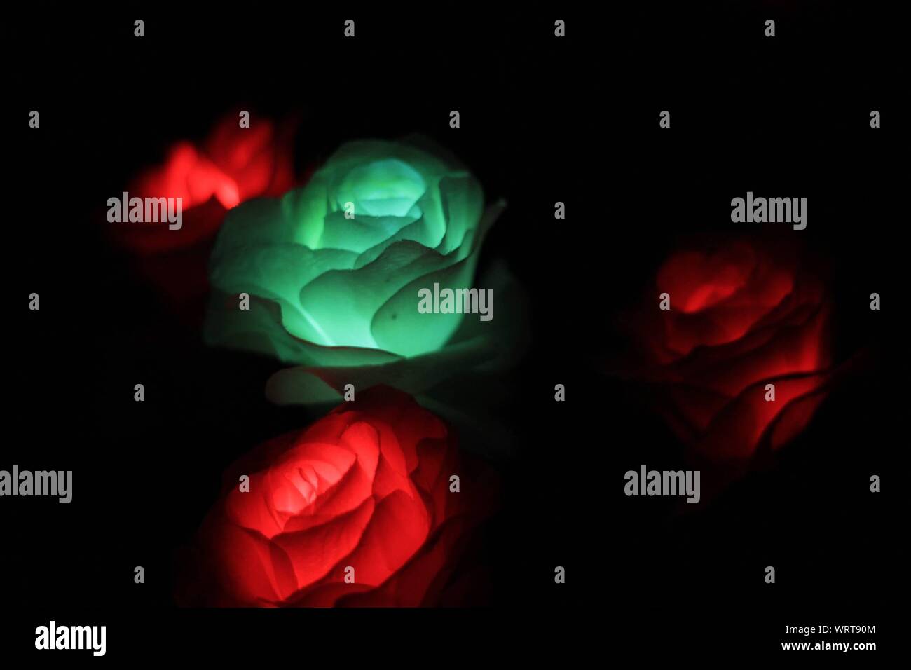 Rosas iluminadas fotografías e imágenes de alta resolución - Alamy