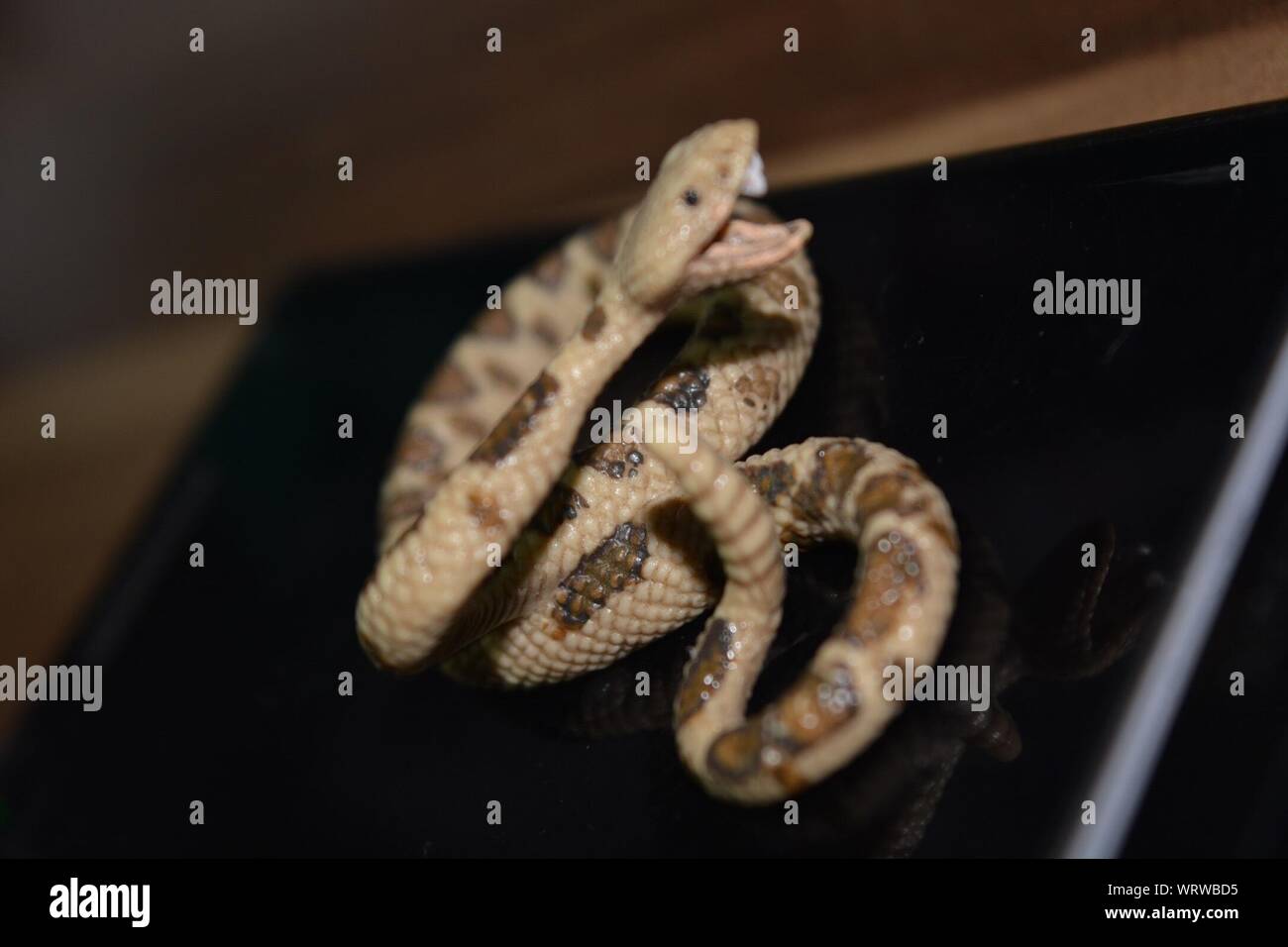 Close-up de juguete de serpiente Foto de stock