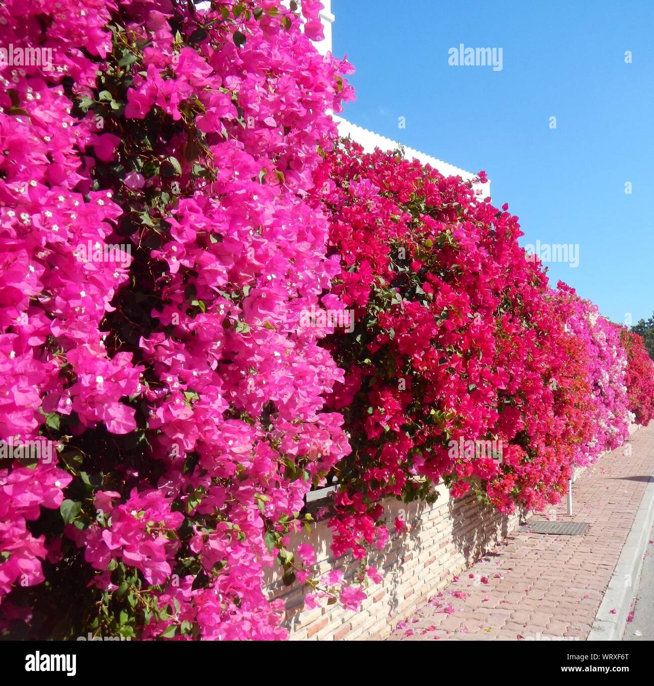 Muro de buganvillas fotografías e imágenes de alta resolución - Alamy