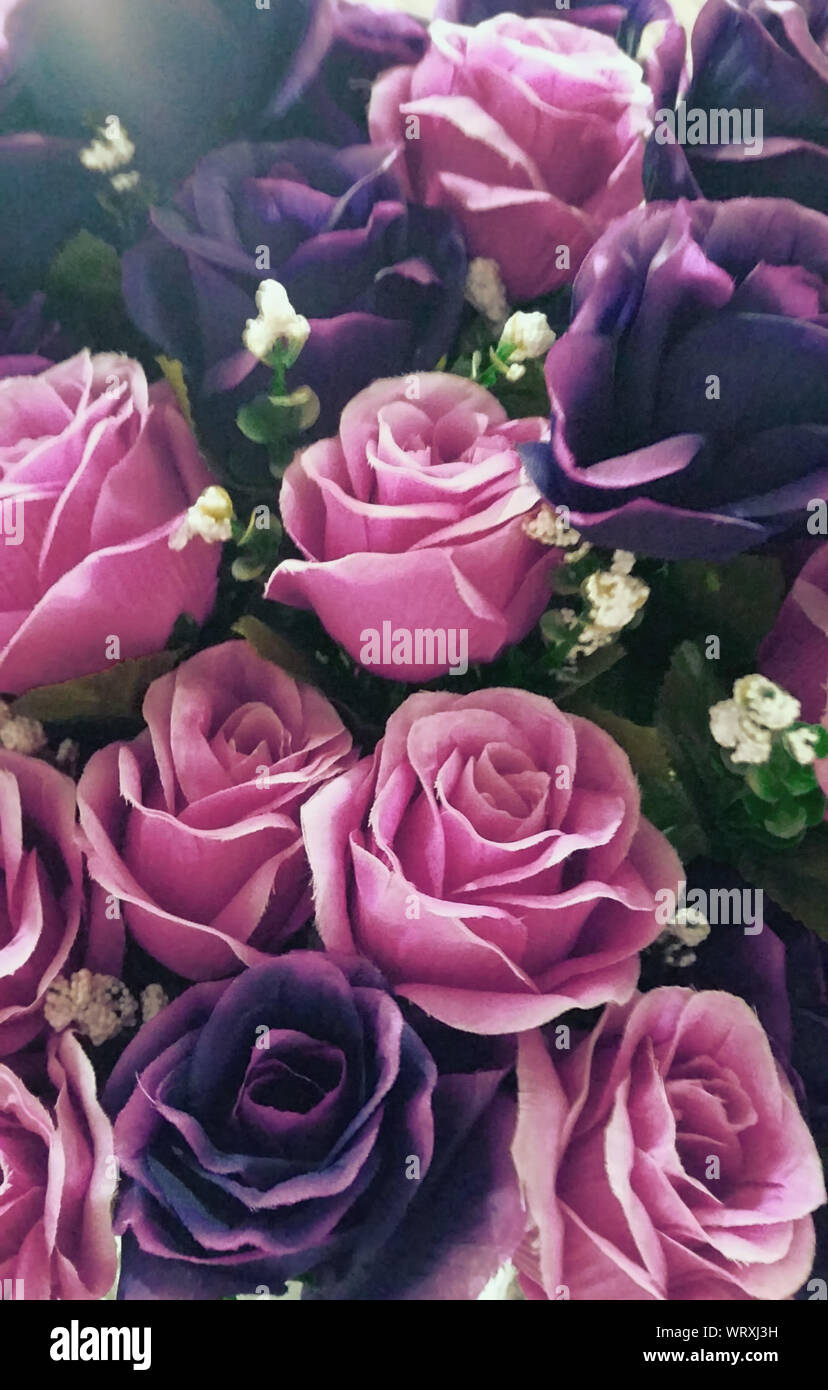 Rosas moradas y rosas fotografías e imágenes de alta resolución - Alamy