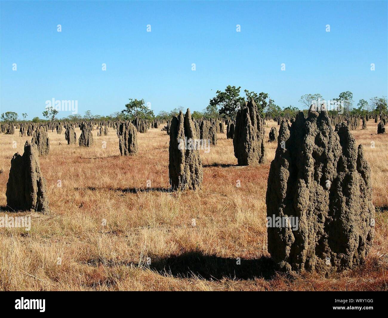 Las termitas en el campo contra el cielo claro Foto de stock