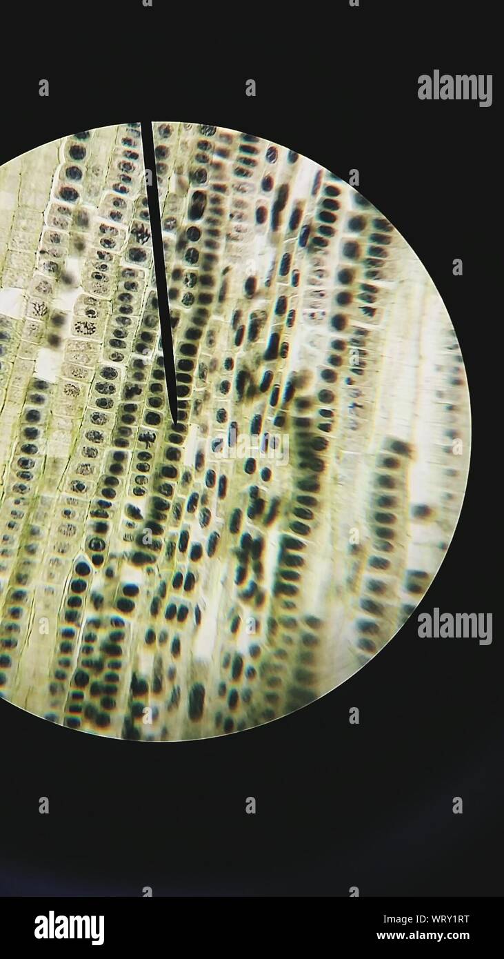 Close-up de imagen microscópica Foto de stock
