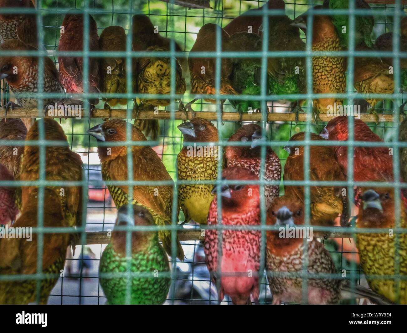 Coloridas Aves en jaula Foto de stock