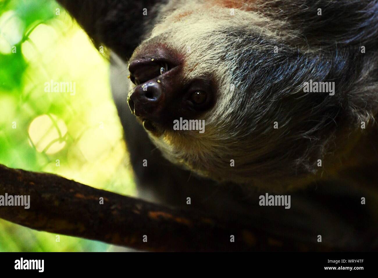 Close-up de Sloth en árboles Foto de stock