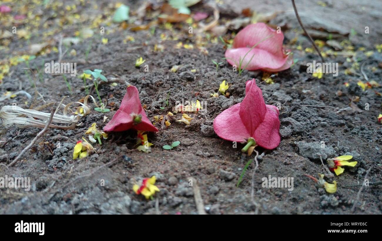 Un alto ángulo de vista de rosa flores caídas en el suelo Fotografía de  stock - Alamy