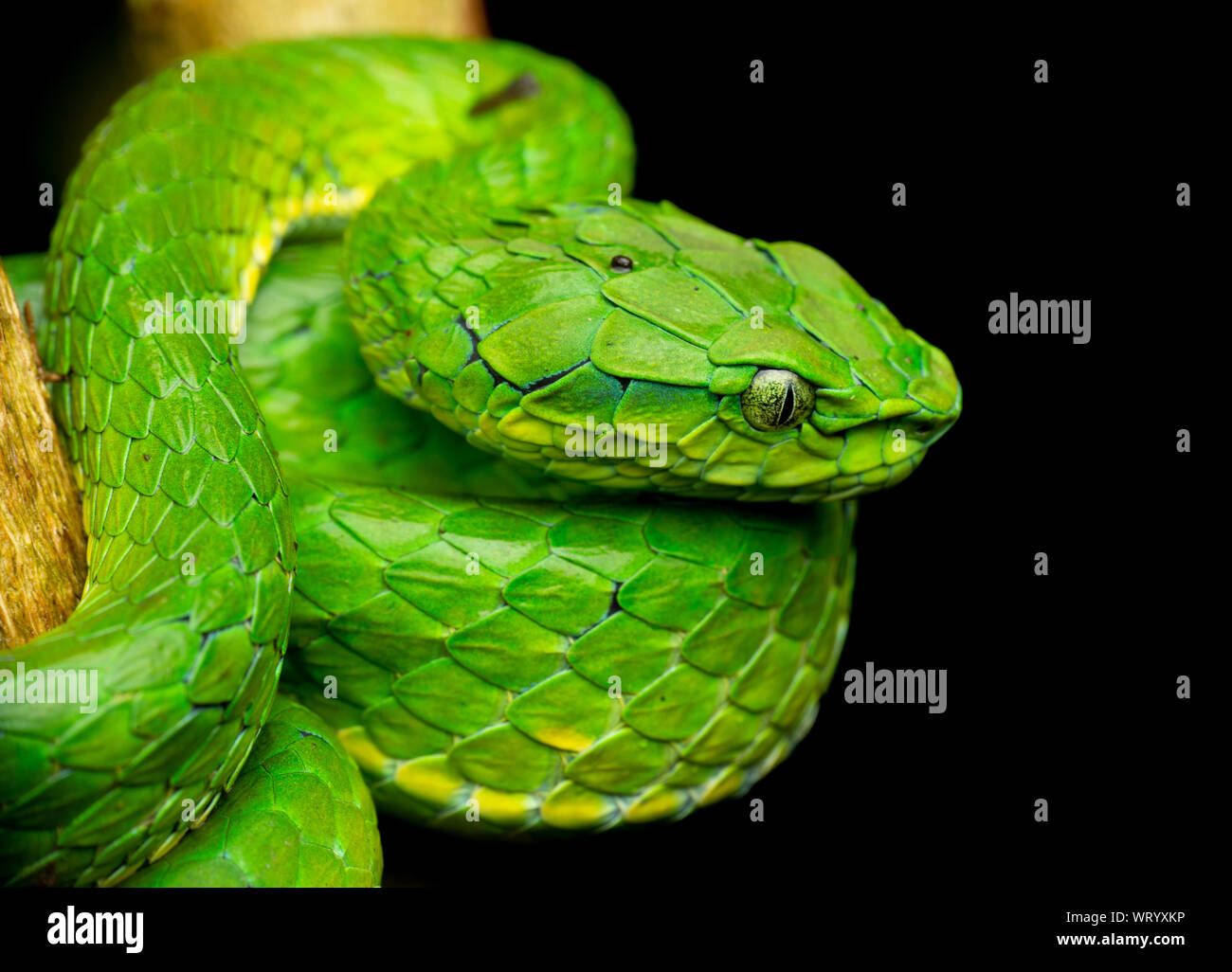 Pit Viper de gran escala son uno de los altamente serpientes venenosas