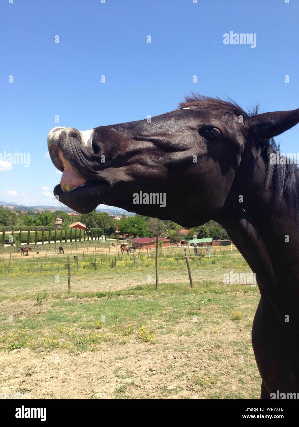 Close-up de caballo con la boca abierta contra el cielo Foto de stock