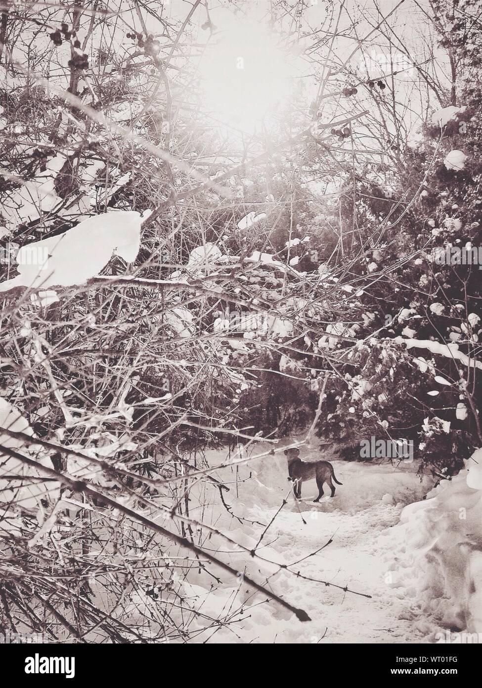 Perro de entre los árboles durante los soleados días de invierno Foto de stock