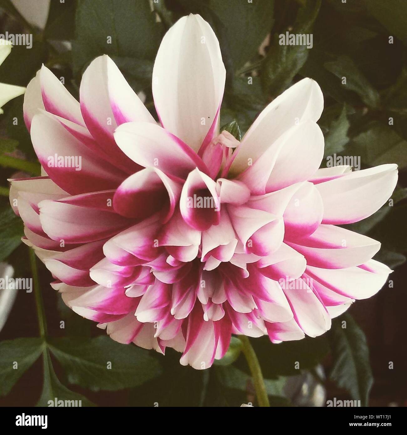 Dalia blanco rosa fotografías e imágenes de alta resolución - Alamy
