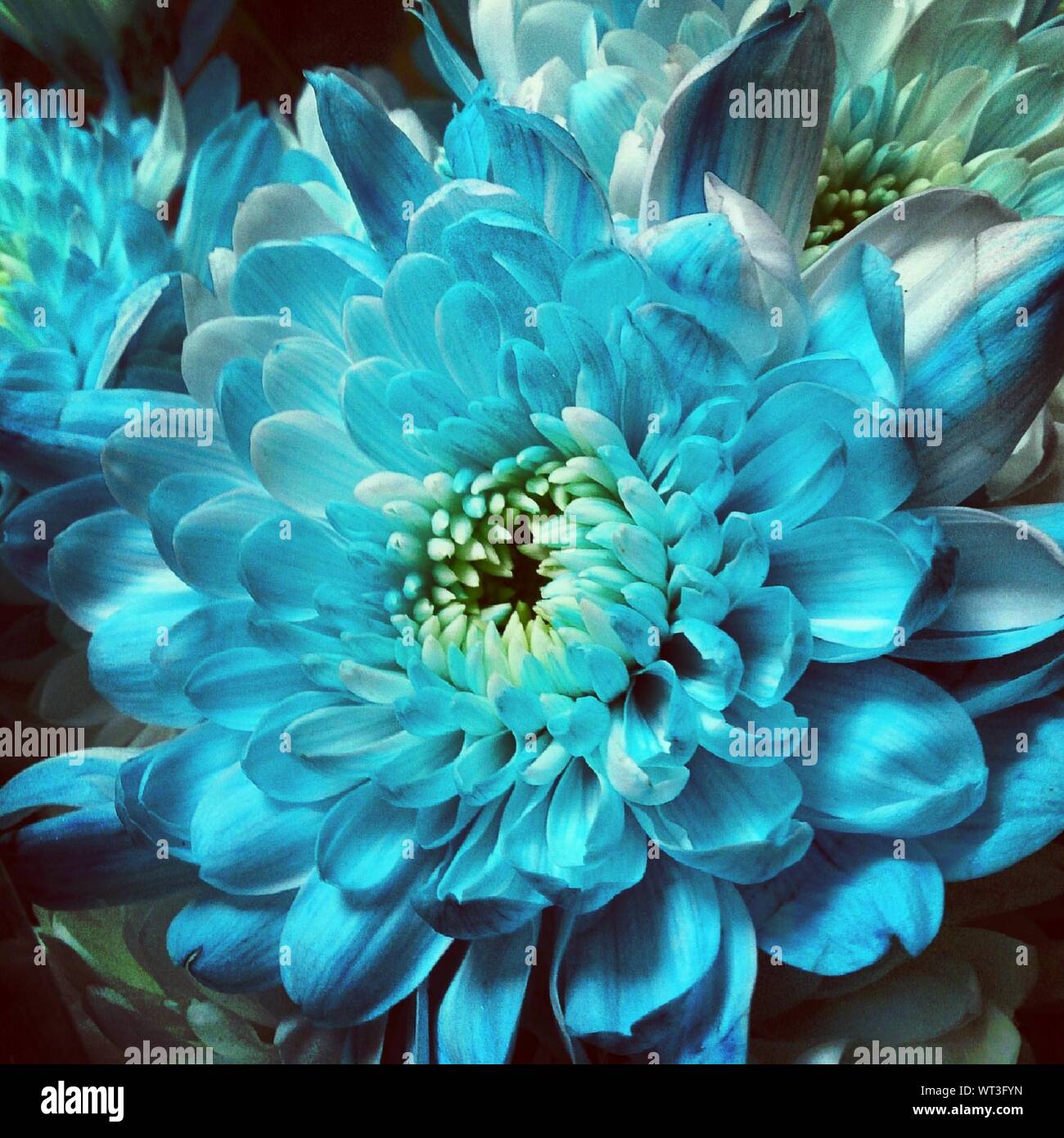 Álbum 100+ flores color turquesa natural