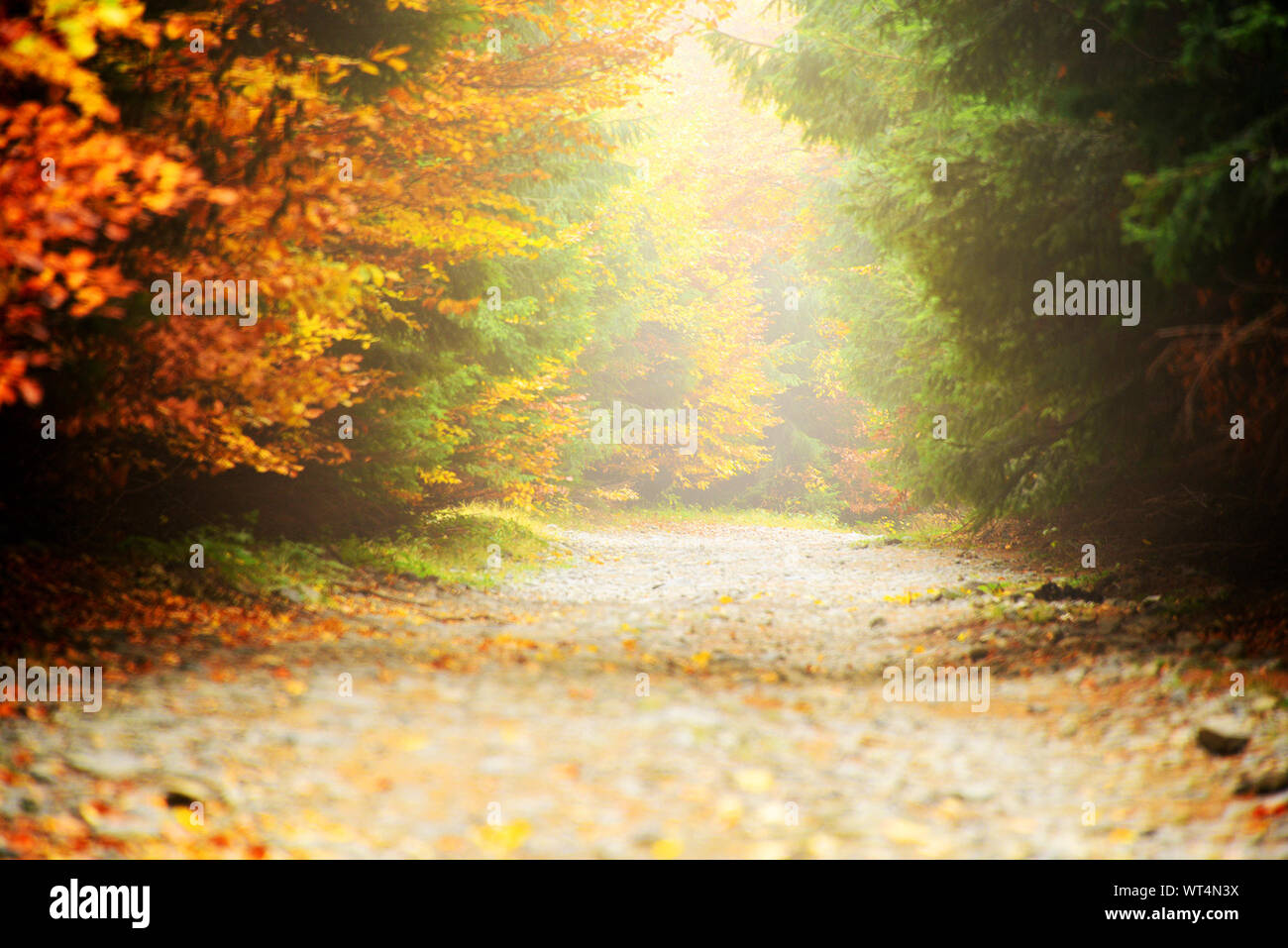 Nivel de superficie de la carretera en medio de otoño los árboles en el bosque Foto de stock