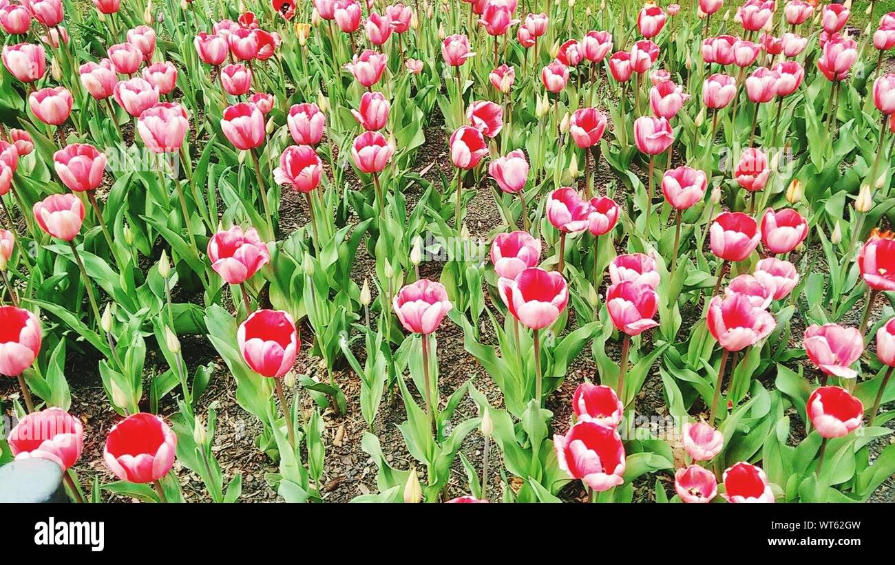 Un alto ángulo de visualización del Campo de tulipanes rojos en el Lincoln Park Zoo Foto de stock