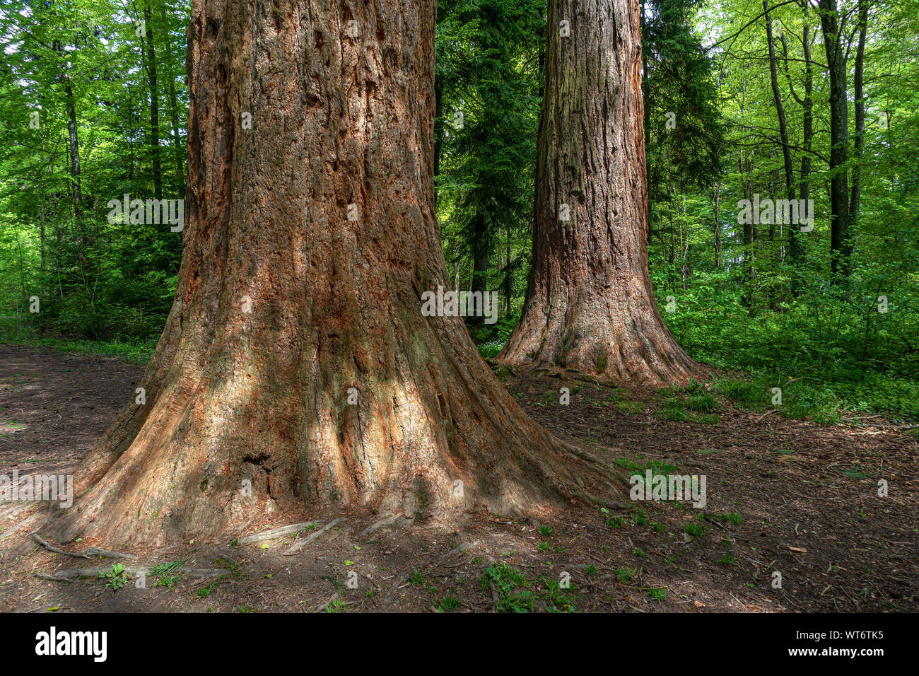 Los troncos de los árboles de dos secuoyas del bosque Foto de stock