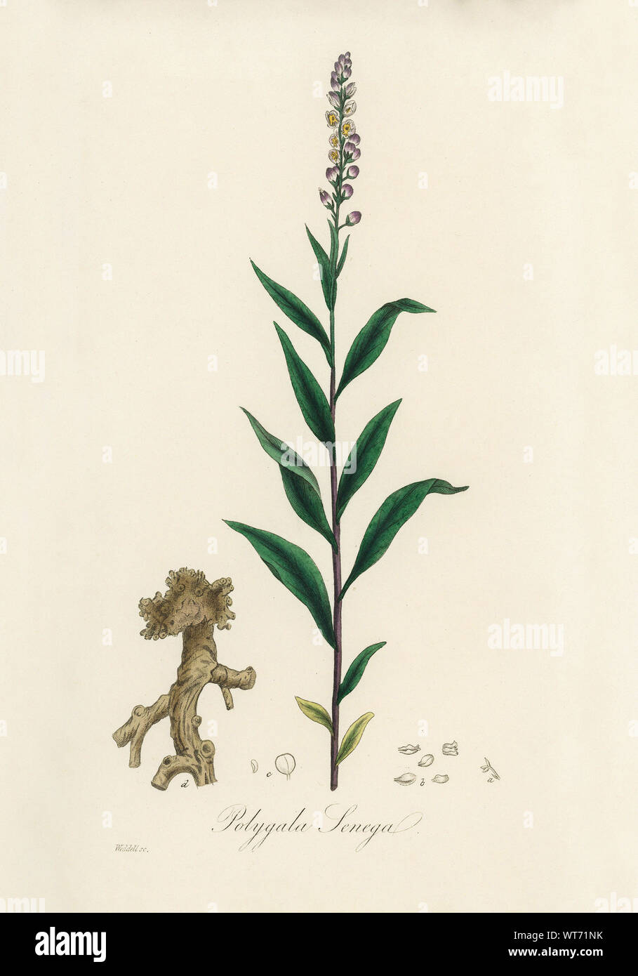 Eugenia Caryophyllata - Impresión de acuarela del siglo XIX Foto de stock
