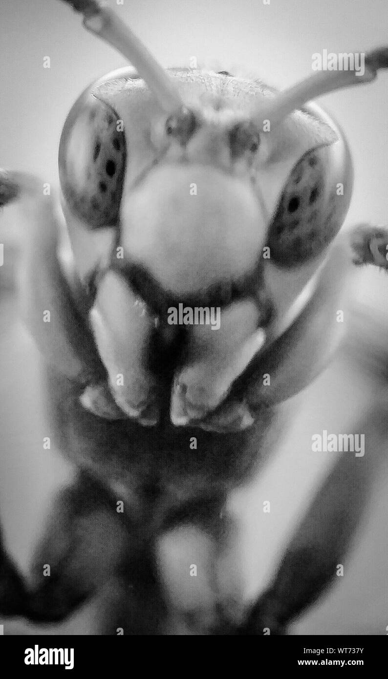 Close-up retrato de insecto Foto de stock