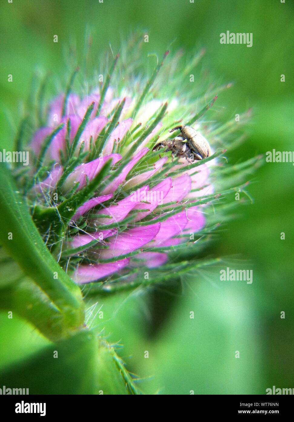 Insectos acción íntima sobre una flor Foto de stock