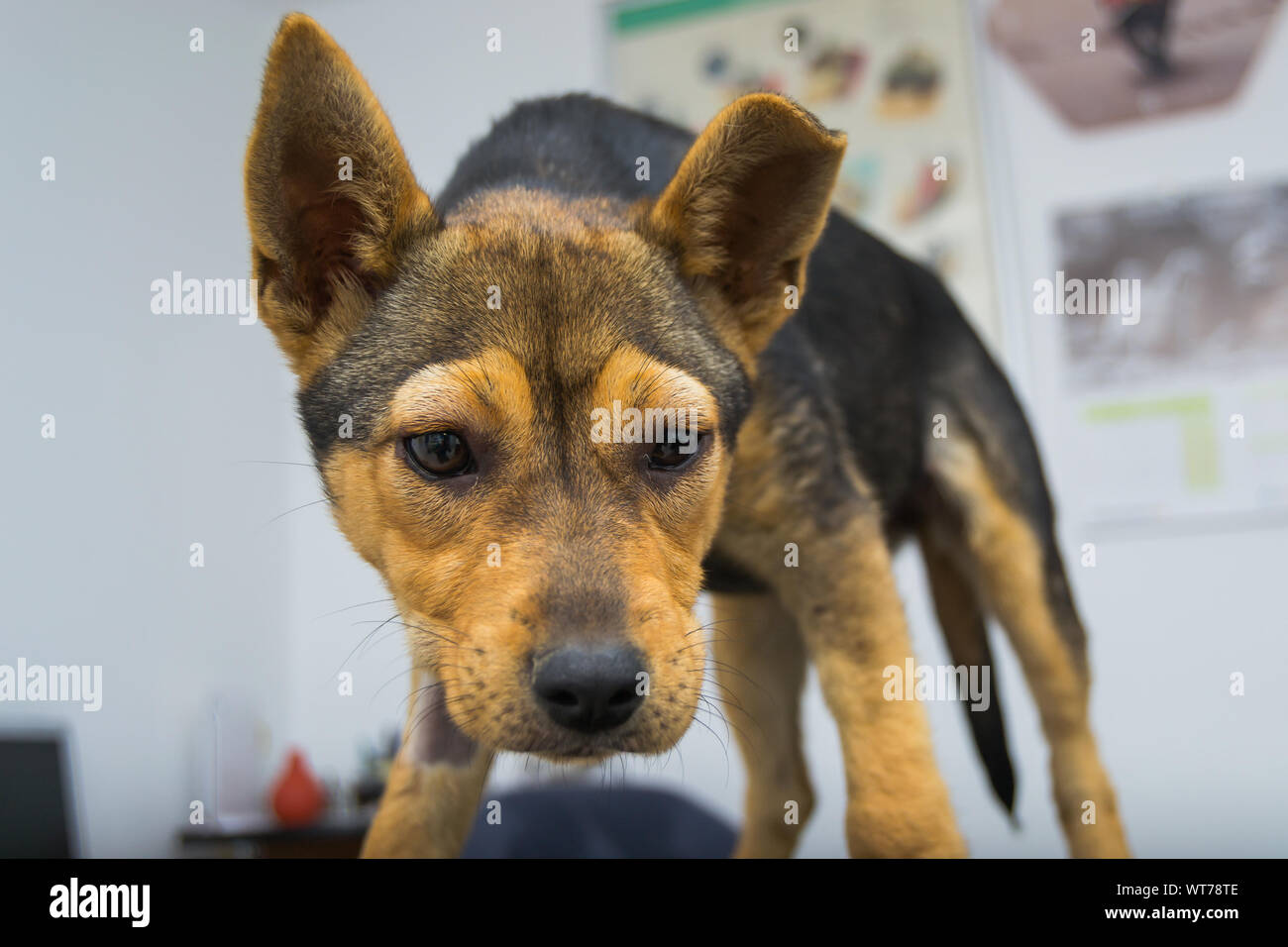 Perro con reacción anafiláctica después de la inyección de vitamina K  Fotografía de stock - Alamy