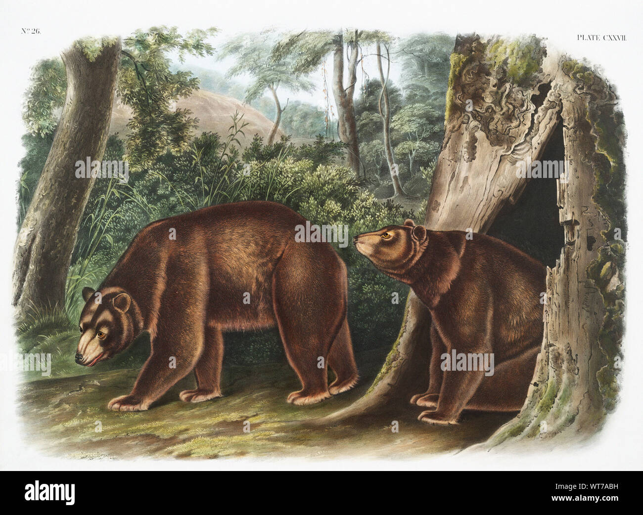 John Woodhouse Audubon (1812-1862) - Cinnamon Bear (Ursus americanus Var. Cinnamonum) de los cuadrúpedos ovíparos de América del Norte (1845) Foto de stock