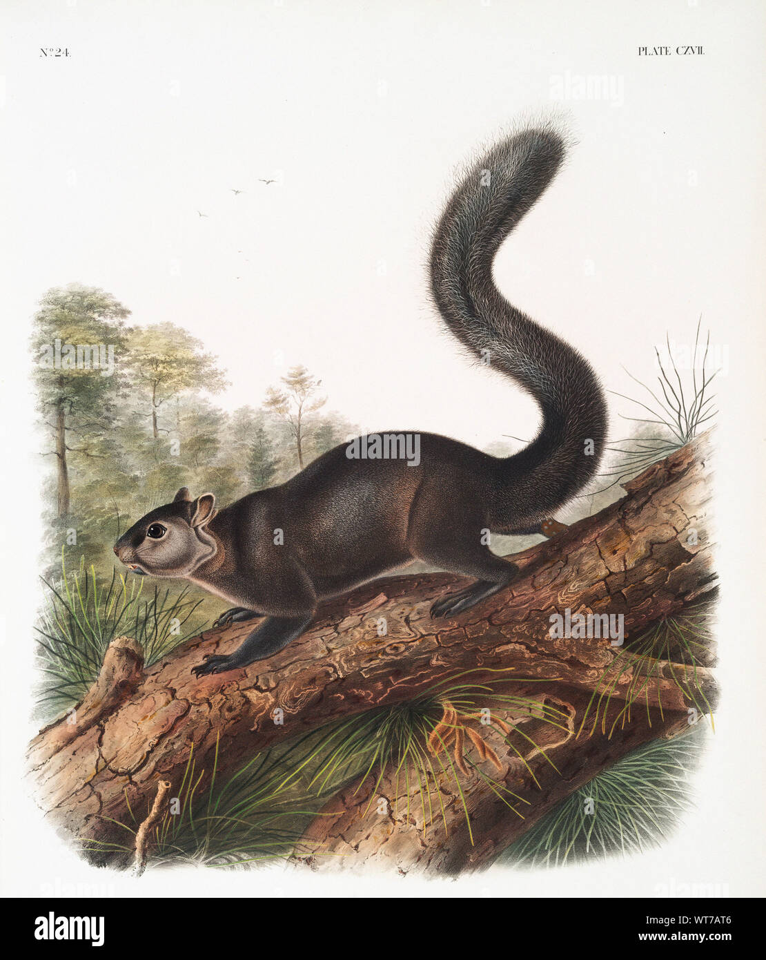 John Woodhouse Audubon (1812-1862) - (Sciurus Nigrenscens Sqiurrel areneros) de los cuadrúpedos ovíparos de América del Norte (1845) Foto de stock