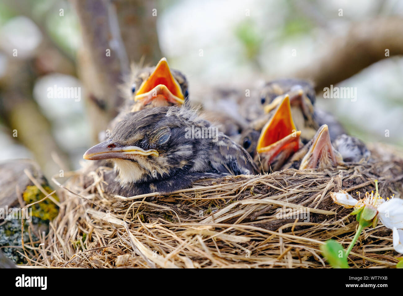 Bebé aves con pico naranja sentada en su nido y esperando para alimentarlo. En la fauna las aves jóvenes concepto. Foto de stock
